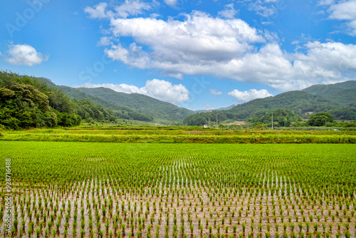 Korean rural rice fields