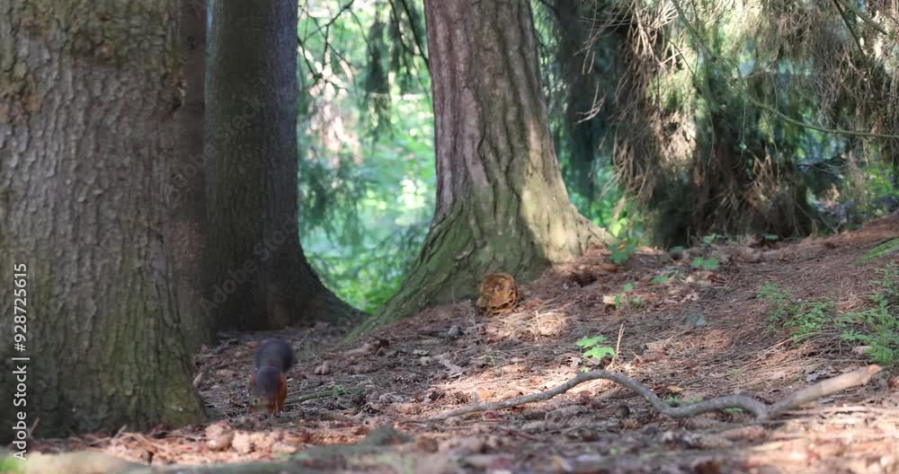 The red squirrel, sciurus vulgaris, in a public park in Finland. The red squirrel, sciurus vulgaris, in a public park in Finland.