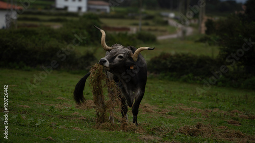 buey, pastando en pueblo asturiano