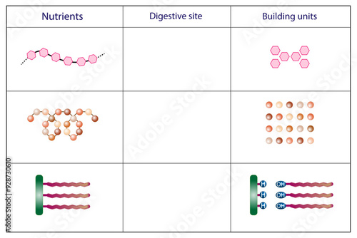 Nutrients, carbohydrates, lipids and proteins. Digestive and absorption sites. Building units, Glucose, Amino acids, Glycerol and Fatty acids molecules. Scientific vector illustration.