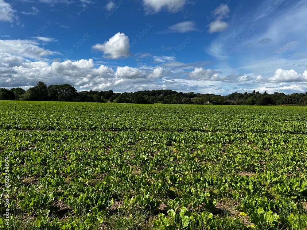 Arable fields in Staffordshire, UK Arable fields in Staffordshire, UK