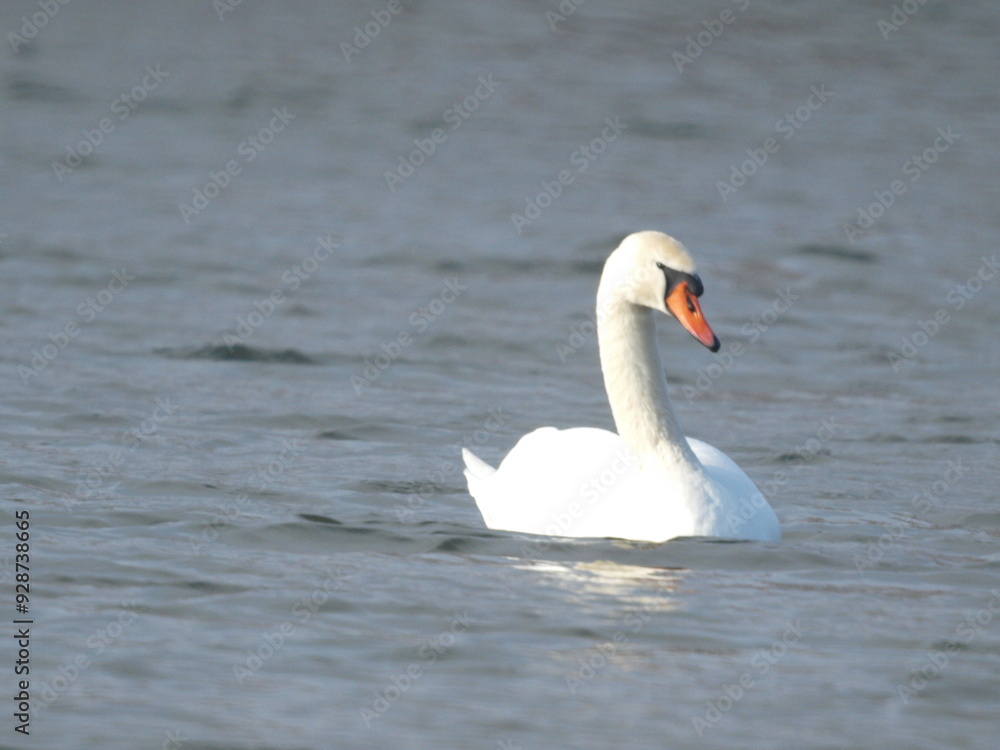 Obraz premium Wild swans swim along the river in winter