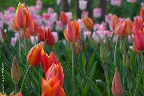 チューリップの庭