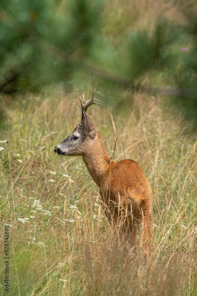 Male roe deer portrait (Roe buck - Capreolus capreolus) standing in a summer field. Alps, Italy.