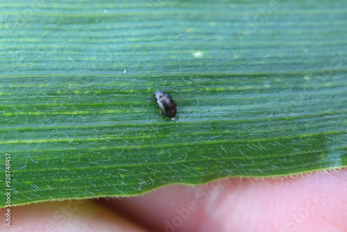 Flea beetle (Chrysomelidae, Alticinae). Common and dangerous plant pests. Beetle on a corn leaf. photo