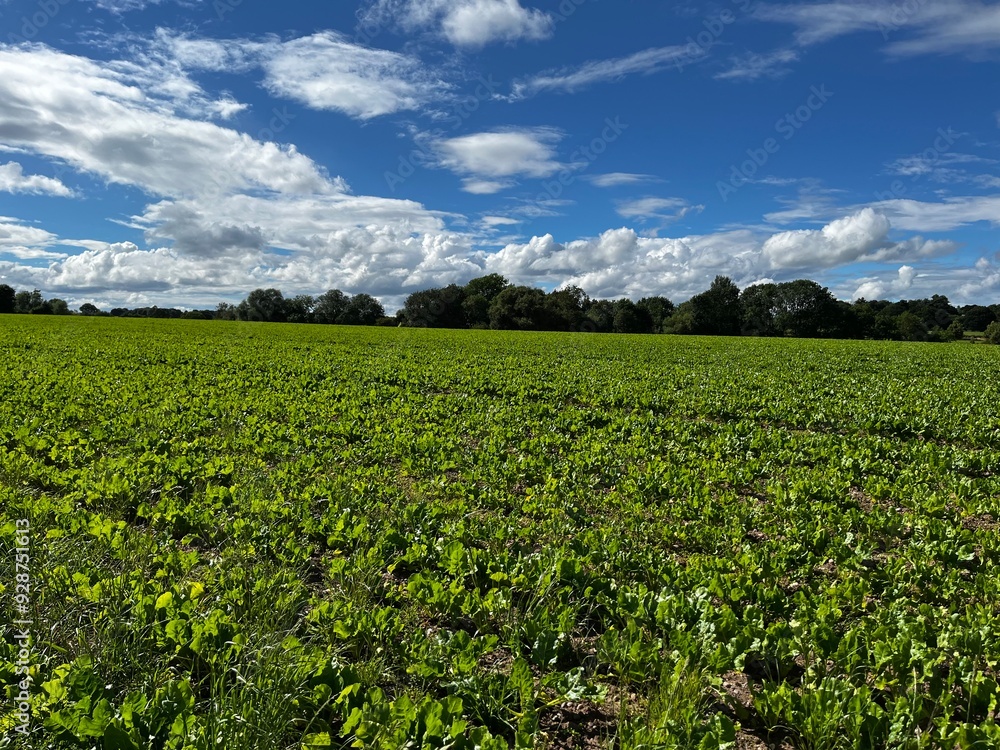 Fototapeta premium Arable fields in Staffordshire, UK