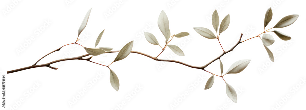 Fototapeta premium PNG Plant leaf tree freshness.