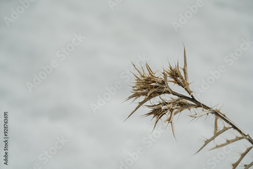 Dried thistle against the sky, close-up photo