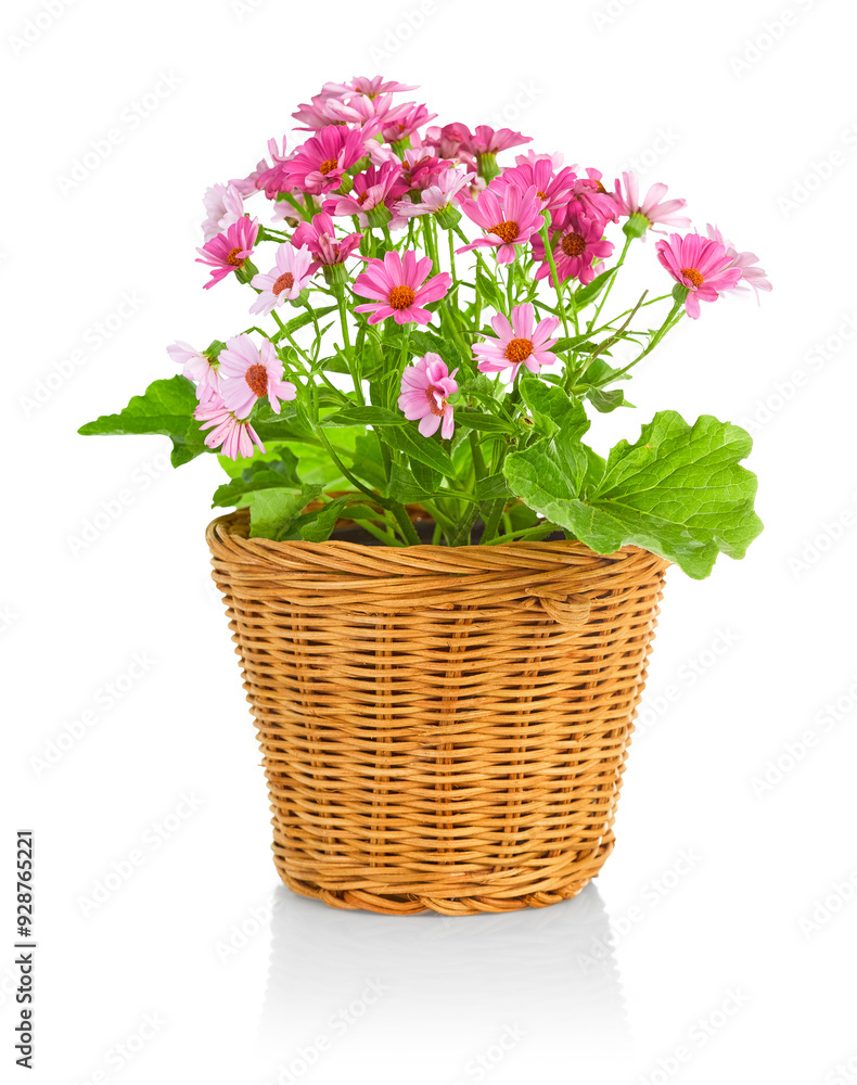 Pink flowers with green leaves in rustic wicker pot. Home and garden decoration. Flower isolated on white background. Pink flowers with green leaves in rustic wicker pot. Home and garden decoration. Flower isolated on white background.