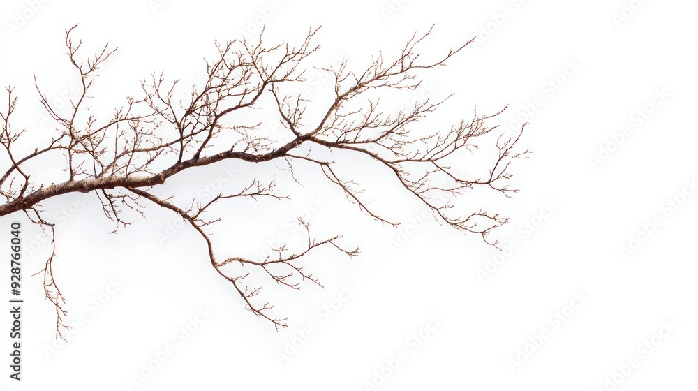 Fototapeta premium A Single Branch of a Bare Tree with Twigs on a White Background