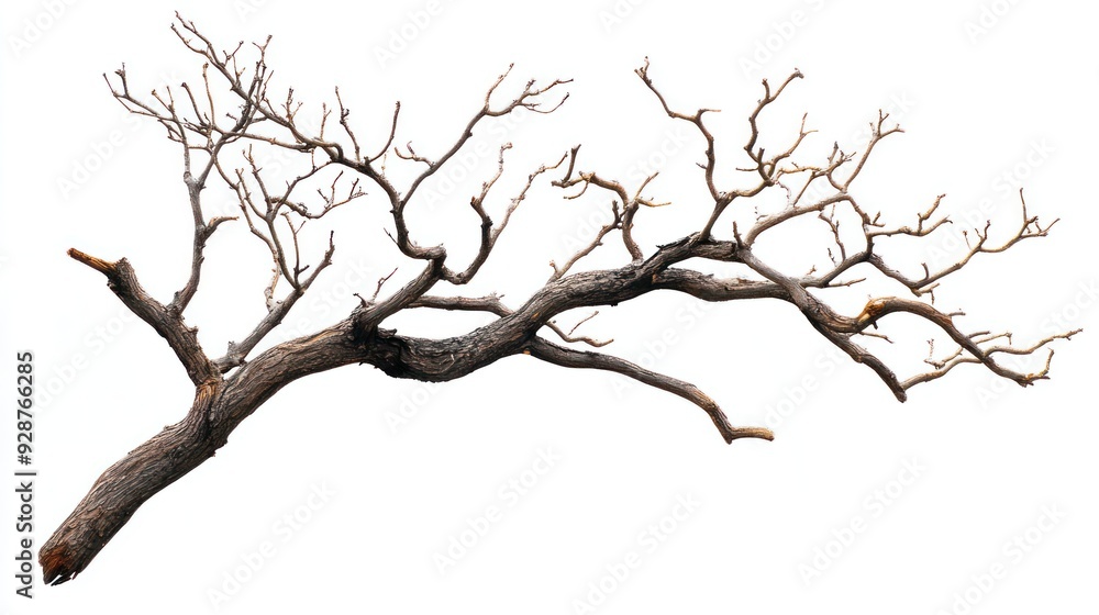 A gnarled, bare tree branch with intricate branches isolated on white. A gnarled, bare tree branch with intricate branches isolated on white.