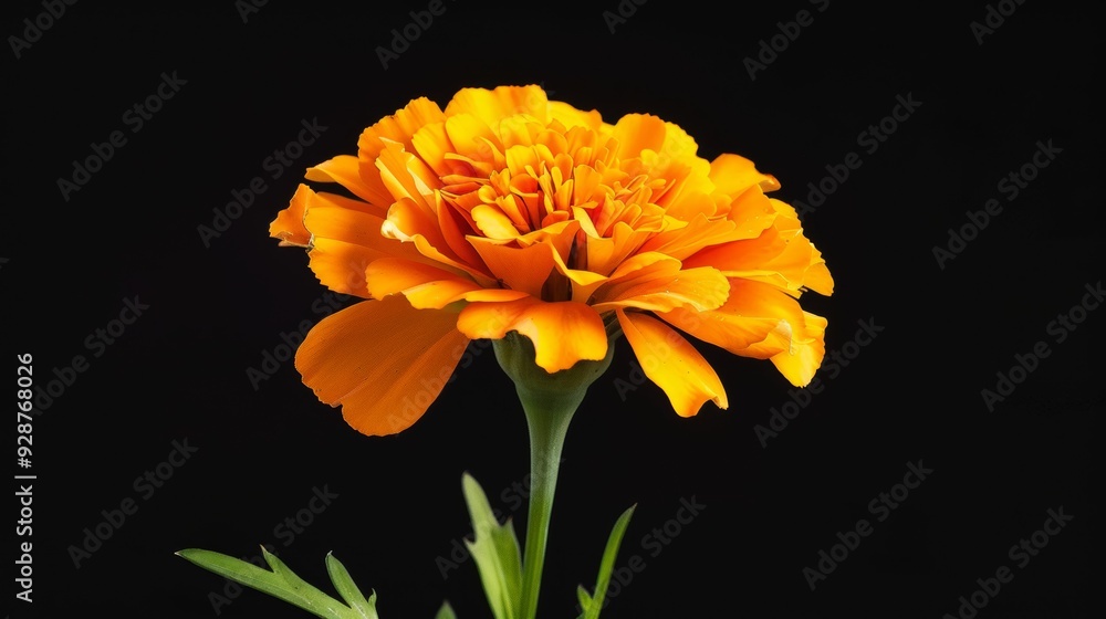 A single orange flower is the main focus of the image A single orange flower is the main focus of the image