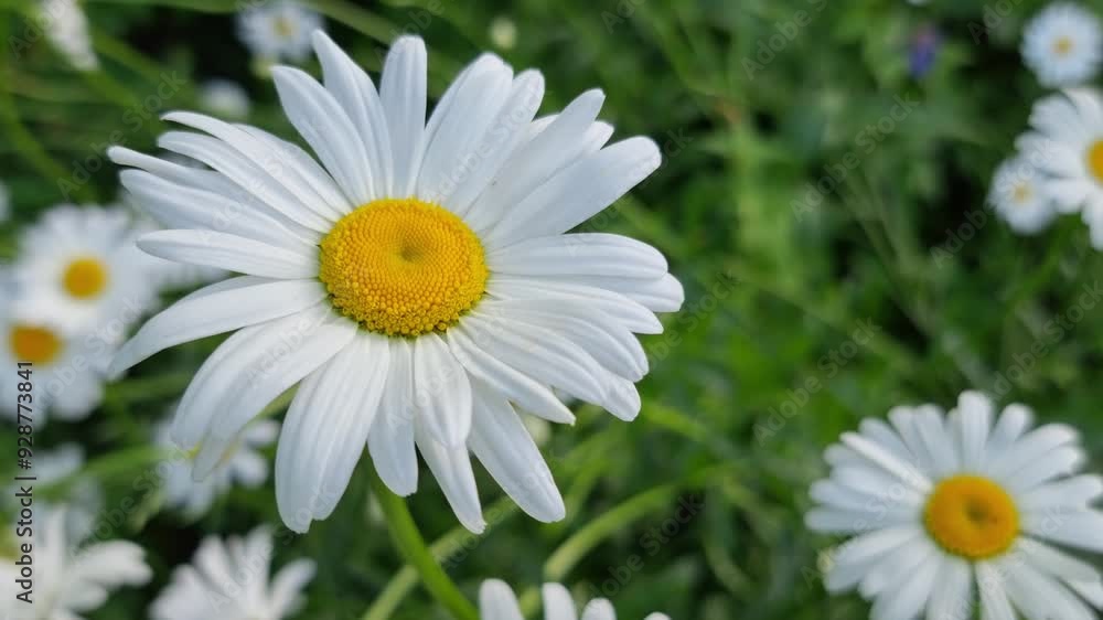 Close up of a white and yellow daisy in the foreground with other daisies on a blurred green background. Close up of a white and yellow daisy in the foreground with other daisies on a blurred green background.