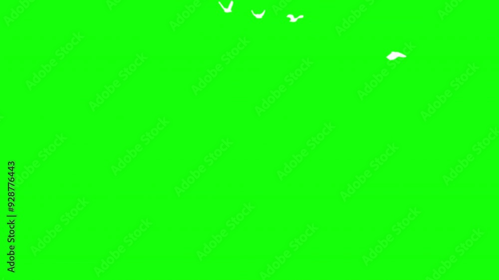 Flock of white birds flying on green background. Green screen for compositing and presentation. Flock of white birds flying on green background. Green screen for compositing and presentation.