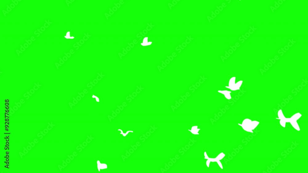 Flock of white birds flying on green background. Green screen for compositing and presentation. Flock of white birds flying on green background. Green screen for compositing and presentation.