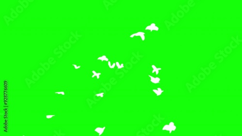 Flock of white birds flying on green background. Green screen for compositing and presentation.