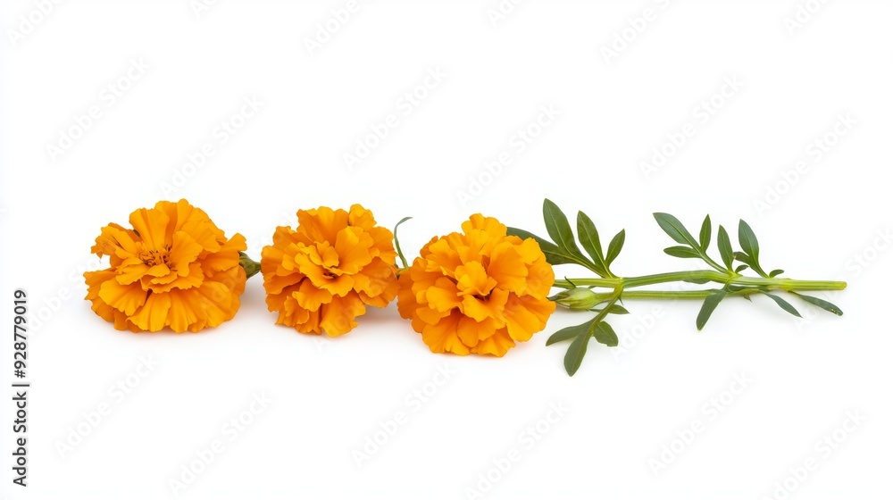 Three orange flowers are arranged in a row on a white background Three orange flowers are arranged in a row on a white background