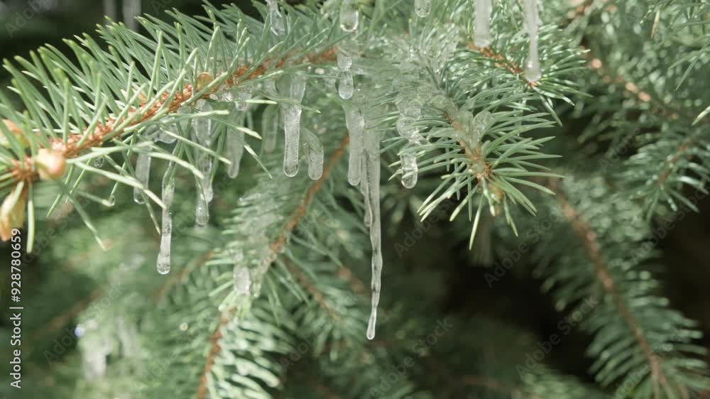 Icicles on coniferous branch spruce after icy rain close-up. Icicles on coniferous branch spruce after icy rain close-up.
