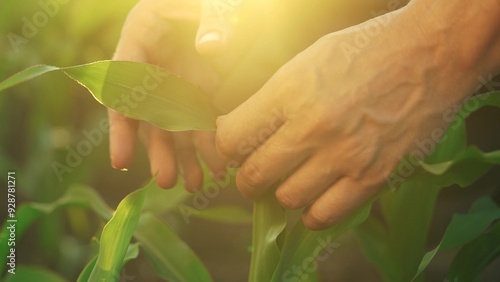 hands corn. the farmer's hands touch the leaves of young corn. corn leaves business concept. a farmer inspecting the leaves of an agricultural plant for pest damage lifestyle
