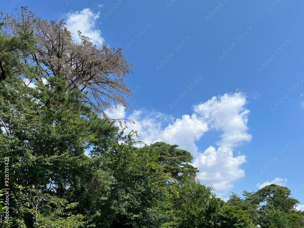 Fototapeta premium sky and tree