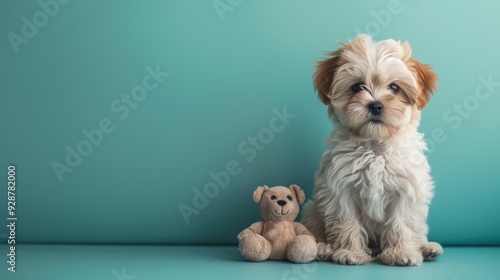 A cute Shih Tzu puppy sitting on a solid pastel te  173 dog, animal, pet, cute, puppy, shih tzu, canine, white, domestic, studio, breed, isolated, adorable, shih, purebred, pets, tzu, fur, portrait, m photo