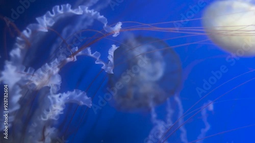 Amakusa Jellyfish, Sanderia malayensis in the ocean photo