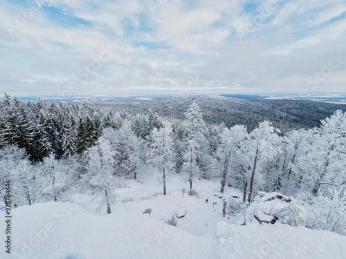 winter in the forest Bäume im Schnee