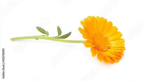 A single yellow flower with a green stem photo