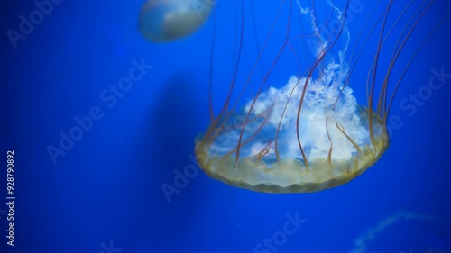 Amakusa Jellyfish, Sanderia malayensis in the ocean photo