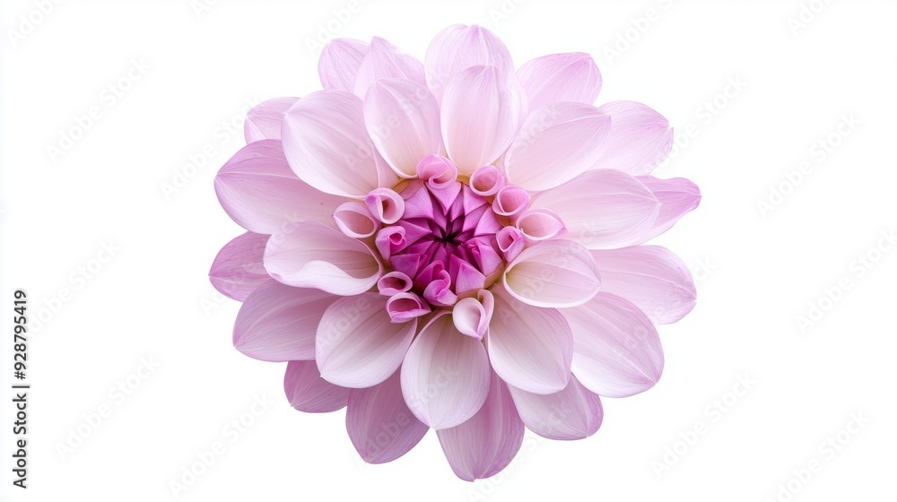 A single pink flower with a white center A single pink flower with a white center