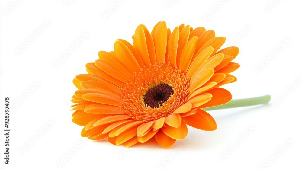 A single orange flower with a yellow center A single orange flower with a yellow center