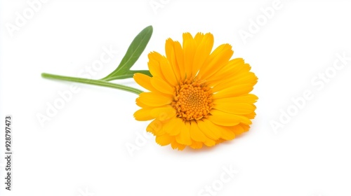 A single yellow flower with a green stem