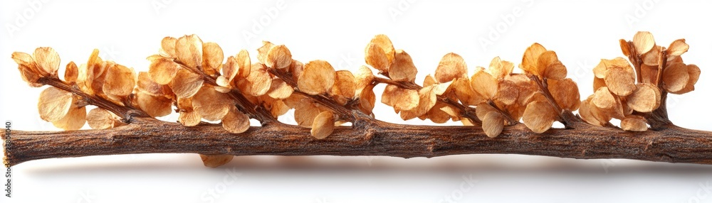 A close-up of a unique branch adorned with delicate brown seed pods, showcasing natural beauty and organic elegance. A close-up of a unique branch adorned with delicate brown seed pods, showcasing natural beauty and organic elegance.