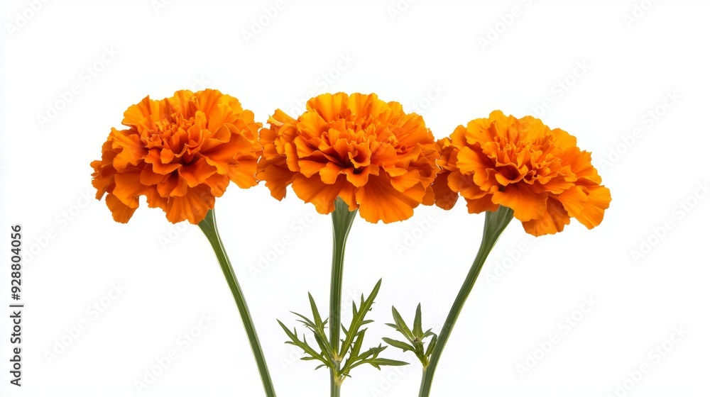 Three orange flowers are standing next to each other Three orange flowers are standing next to each other