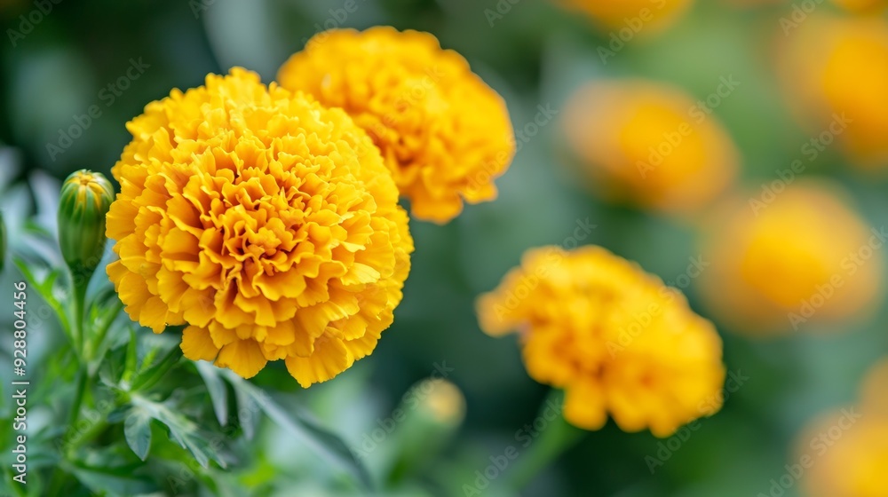 A yellow flower with a green stem A yellow flower with a green stem