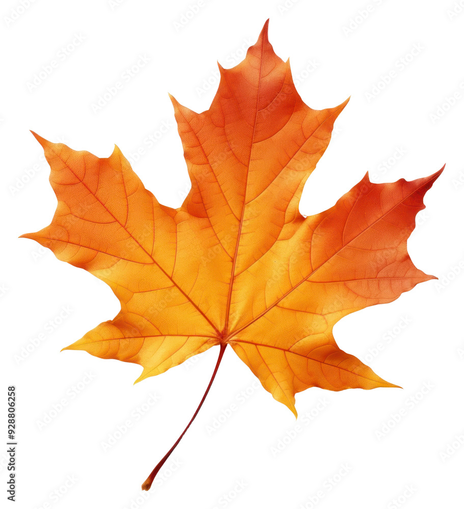 PNG A floating maple leaf plant tree white background. PNG A floating maple leaf plant tree white background.