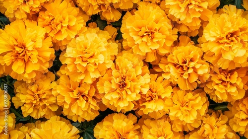 A bunch of yellow flowers with green leaves