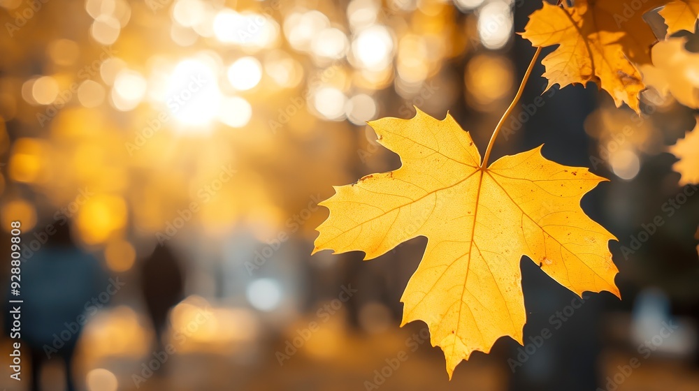 Yellow maple leaves during autumn season with warm sunlight from behind. Fall park on blurry background. Beautiful nature scene. Yellow maple leaves during autumn season with warm sunlight from behind. Fall park on blurry background. Beautiful nature scene.