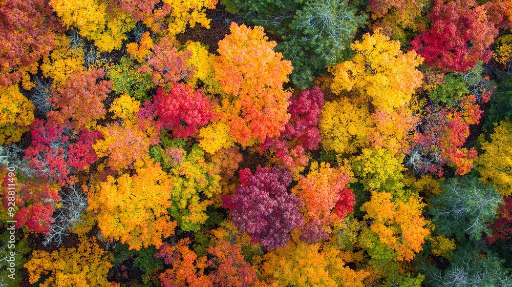 Spectacular Display of Autumn Colors in the Deep Forest during Peak Season Spectacular Display of Autumn Colors in the Deep Forest during Peak Season