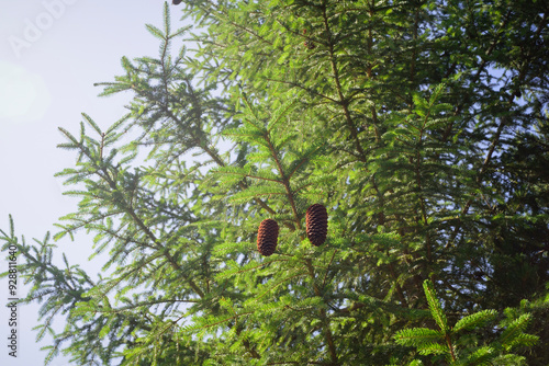 Piñas en ramas de abeto photo