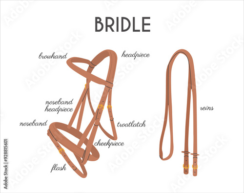 Western and English Bridle Parts. Infographic banner with detailed names. Equestrian tack. Equine sports informational poster. Vector illustration colored flat hand drawn style.