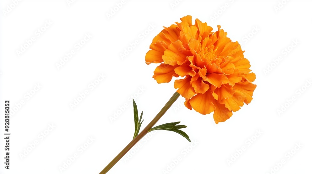 A single orange flower with a green stem A single orange flower with a green stem