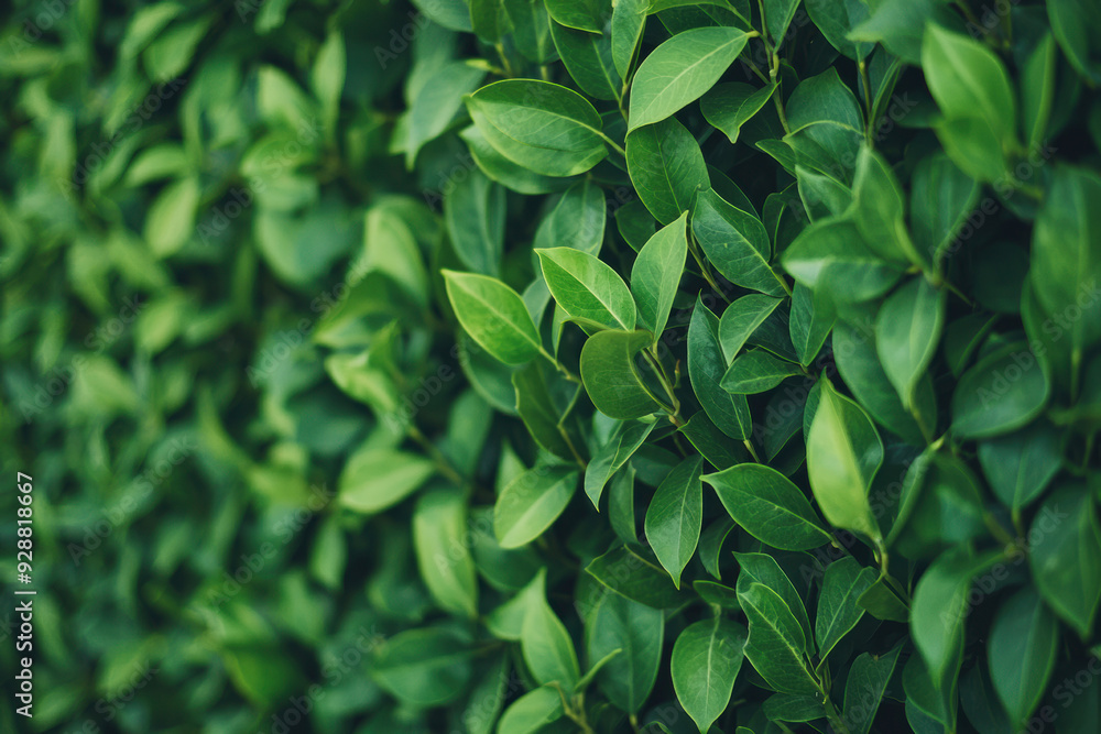Vibrant green foliage providing a lush natural background, showcasing fresh leaves in a dense and healthy hedge. Perfect for nature and botanical themes. Vibrant green foliage providing a lush natural background, showcasing fresh leaves in a dense and healthy hedge. Perfect for nature and botanical themes.