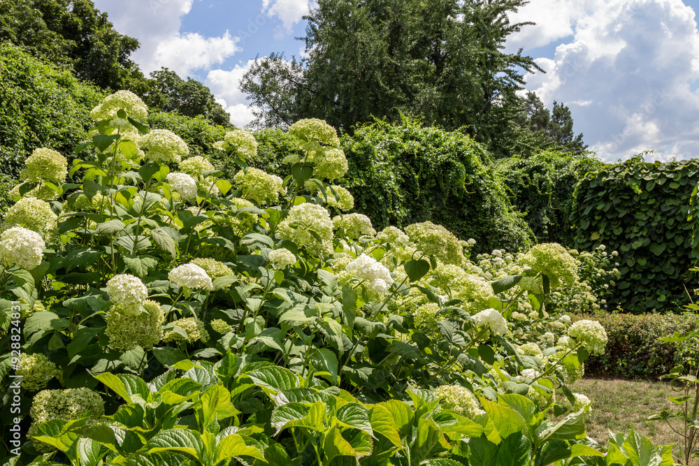 Blooming hydrangeas in the park among green trees. Blooming hydrangeas in the park among green trees.