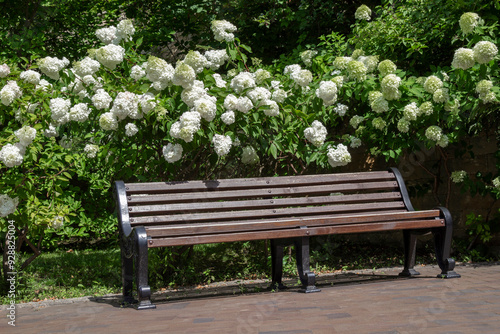 Wooden bench and blooming hydrangeas in city park.