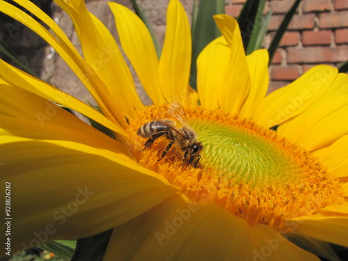 Seitenprofil einer Honigbiene auf einer Sonnenblume - Honey Bee on a Sunflower photo