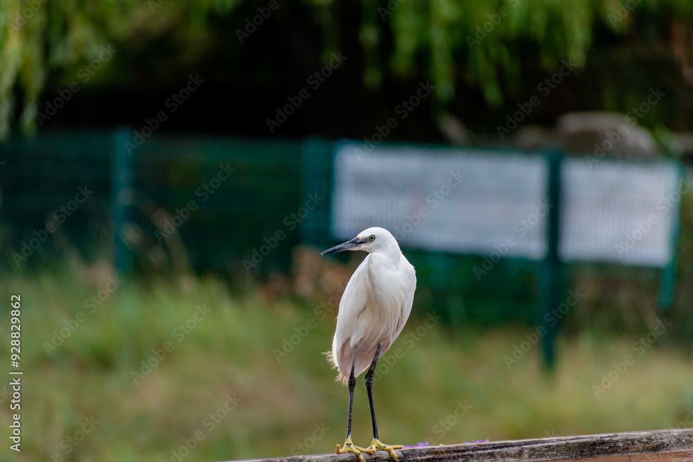 Obraz premium Little egret in a port in Brittany, large wading bird with white plumage, a black beak and black legs with yellow toes, egretta garzetta