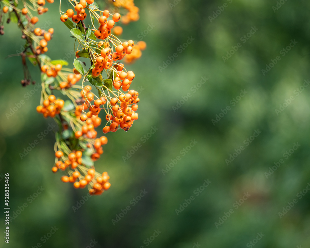 background, texture, berry, orange, green, background, texture, berry, orange, green,