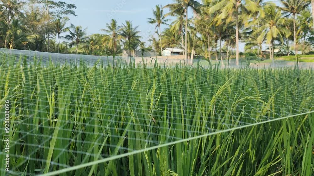 Immature oryza sativa with bird deterrent netting over it Immature oryza sativa with bird deterrent netting over it