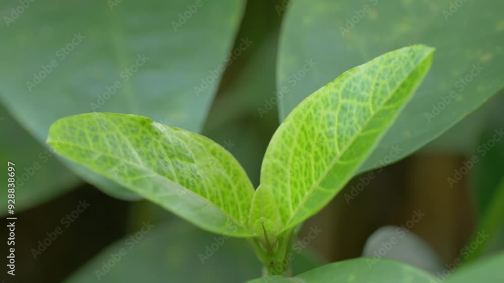 Green leaves blowing in the wind, a calm atmosphere looking at the fresh green leaves Green leaves blowing in the wind, a calm atmosphere looking at the fresh green leaves